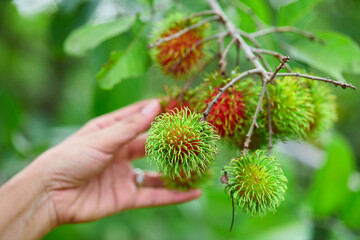 Agriculture hand selective ripe rambutan fruit on tree branch