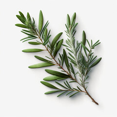 Rosemary, aromatic herb, branches with leaves and flowers. 3D Realistic organic illustration. On white background. Generative AI