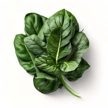 Spinach, Dark Green Vegetable, Edible Leaves. Undergrowth. 3D Realistic Organic Illustration. On White Background. Generative AI