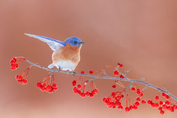 Male eastern bluebird perching on a berry branch against a red background