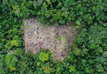 Aerial top view of a square of tropical forest that has been deforestated