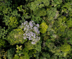 Aerial top view of a tropical forest canopy, the tree canopy with a flowering arenillo tree, erisma uncinatum  and more