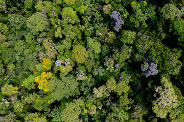 Aerial of a tropical forest, a detailed close up of a tamburu, Vochysia bracelineae and a Arenillo tree, erisma uncinatum flowering with yellow and purple flowers