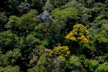 Turning around a tropical forest canopy: with a tamburu, Vochysia bracelineae and an Arenillo tree, erisma uncinatum flowering