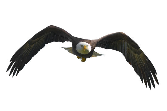 Bald eagle. Haliaeetus leucocephalus