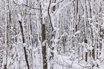 dense forest with branches covered with snow