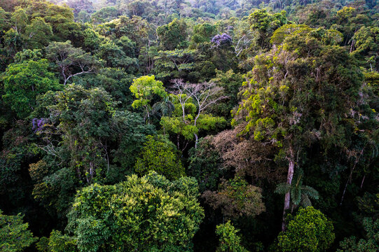 Tropical forest canopy, a tree without leaves looking dead alongside the many evergreen trees in a tropical rainforst: nature background