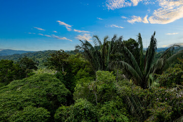 Fototapeta na wymiar Aerial view, close up of large palm trees, ungurahua or Oenocarpus bataua sticking out the tree canopy of a tropical forest: green nature background