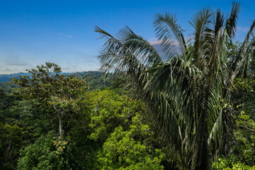 Fototapeta na wymiar Still video of a palm tree, Ungurahua or Oenocarpus bataua with the leaves rustling in the wind: tropical forest background