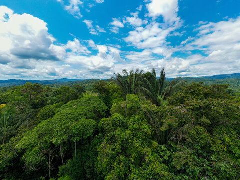 Ungurahua or Oenocarpus bataua growing naturally in a tropical forest