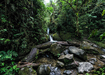 Still video of a small cascade with a swimming hole in front: a green nature background of a stream in a cloudforest