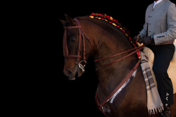Chestnut andalusian horse and horseman, equestrian portrait on a black background. Pure Spanish...