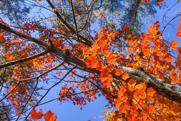 青空バックに見上げるきれいに色づいた紅葉情景