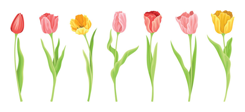 Set of different spring tulips. Colorful spring plants or blooming wildflowers with delicate buds. Organic design elements for postcards. Cartoon flat vector collection isolated on white background