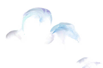 Many Pastel Feather fly fall in Air over white background isolated. Puffy Fluffy soft feathers as purity smooth like dream floating dove in sky. Angle flying from heaven, photo motion