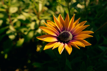 Yellow dasiy flower in the garden on a sunny day