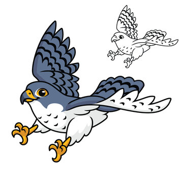 Cute Peregrine Falcon Flying Ready Pounce Prey