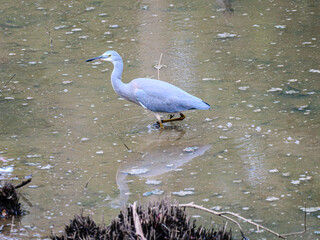  Grey Heron