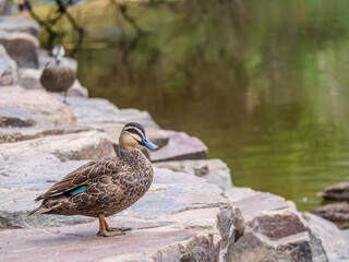 Wood Duck Still