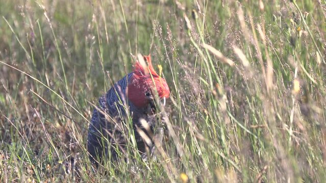 a male gang-gang cockatoo feeds on grass at kosciusko national park in the snowy mountains of nsw, australia