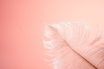 ピンクの背景と鳥の羽