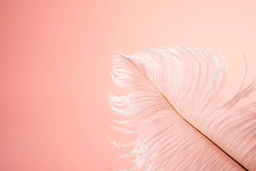 Zelfklevend Fotobehang ピンクの背景と鳥の羽 © 歌うカメラマン