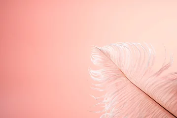 Foto op Plexiglas ピンクの背景と鳥の羽 © 歌うカメラマン