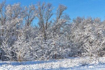winter landscape, forest in winter in snow
