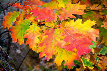 Naklejka na ściany i meble maple autumn leaves on a branch close-up