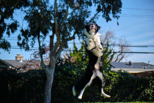border collie playing ball in a park