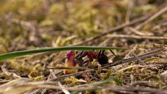Macro of an ant carrying food in its jaws, walking on dry grass.