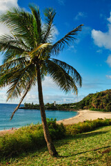 Palm tree on the Waimea beach Northshore Oahu Hawaii