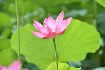 Beautiful Lotus in water in Beijing 