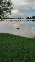 birds on the lake
