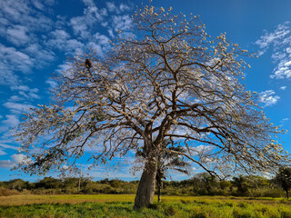 Obraz premium Tree in spring