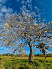 Tree with white flowers in a meadow at low angle