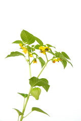 Physalis peruviana, cape gooseberry plant with fruits and flowers,  on  white background