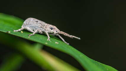 White beetle weevil resting on a green leaf and dew drop in morning, Insect photo in Thailand.