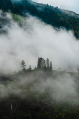 fog in the mountains and tree, Santander, Colombia