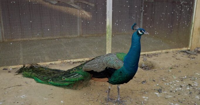 Beautiful peacock in the zoo park