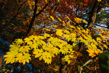 Japanese scenery autumn leaves