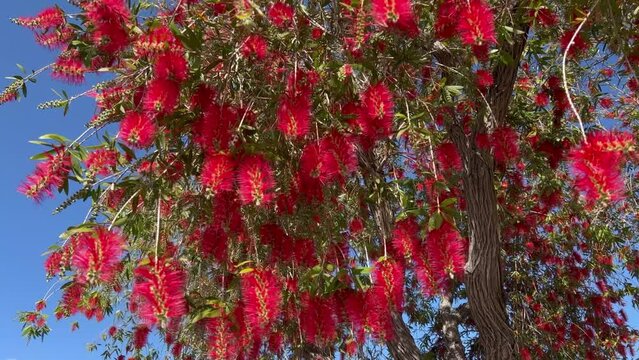 Weeping Bottlebrush Tree  in bloom on windy day