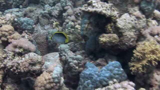 Butterfly fish chaetodon melannotus on coral reef on underwater Red Sea. Corals are fascinating and beautiful organisms that play a crucial role in world of oceans.