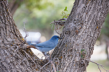 Pinyon Jay sitting in a tree