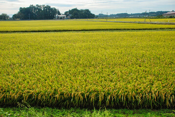 Japanese scenery - rice field in the country