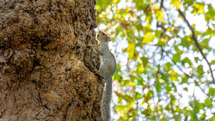 squirrel on tree