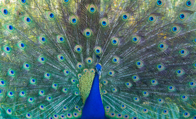 Fototapeta premium Male Peacock displaying his tail