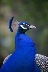 Portrait of a male Peacock