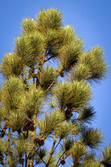 pine tree branches