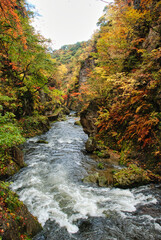 Japanese scenery - autumn forest river